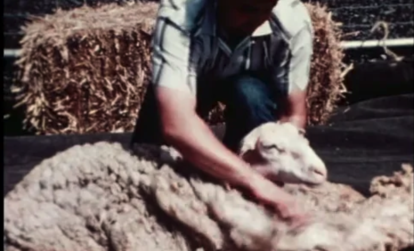 Sheepman And The Sheared – Part 1 Sheep & Part 2 Sheepman - Mike Leggett