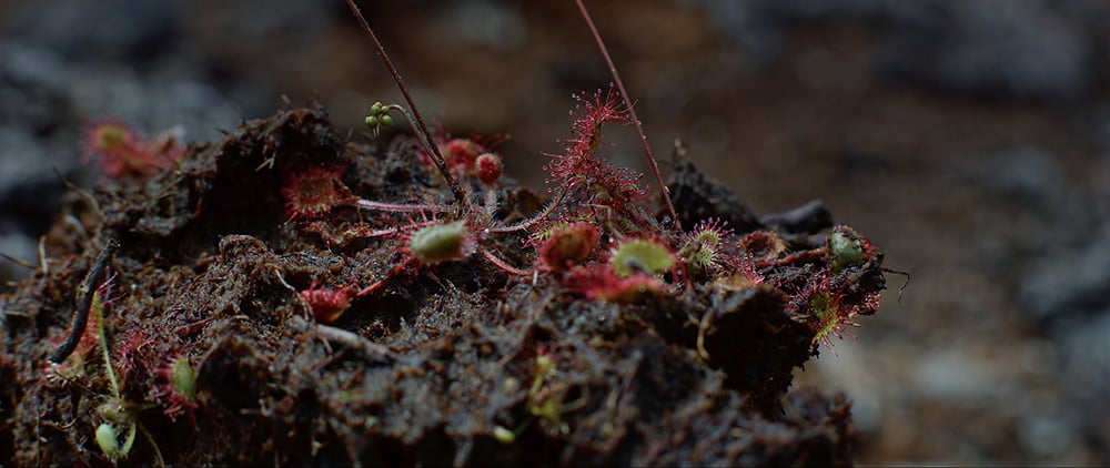  Close up of a surface of bog on which green plants with red spiky arms around the head grow. 