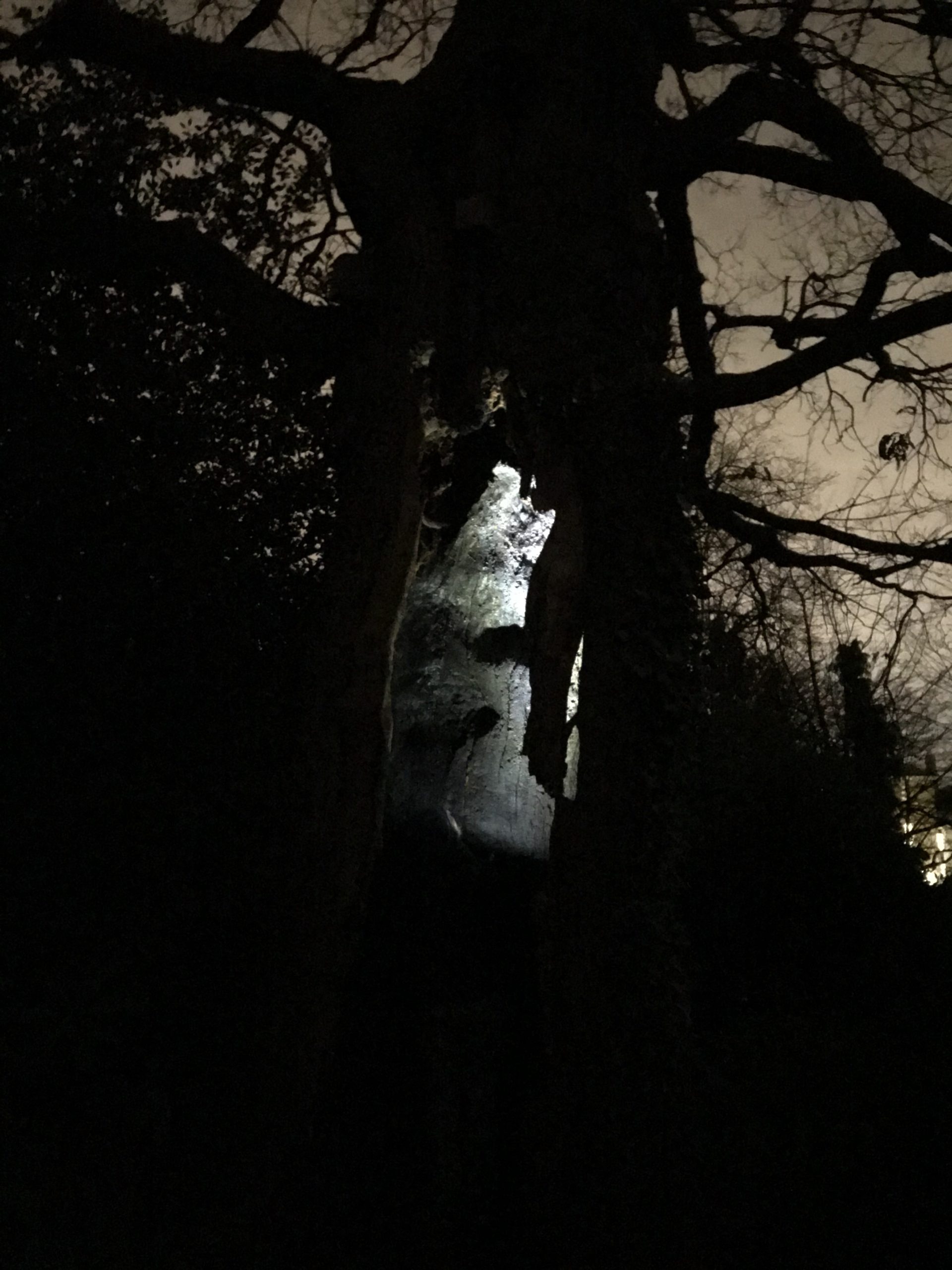 large tree silhouetted against the night sky with a light shining inside of it