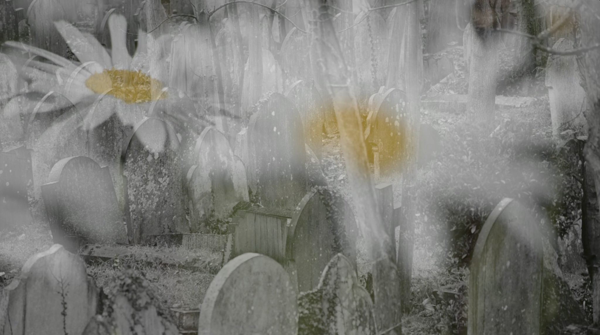 An image from The Conversation Continues: We Are Still Listening by Trevor Mathison, close up blurred images of daisies are superimposed over an image of gravestones