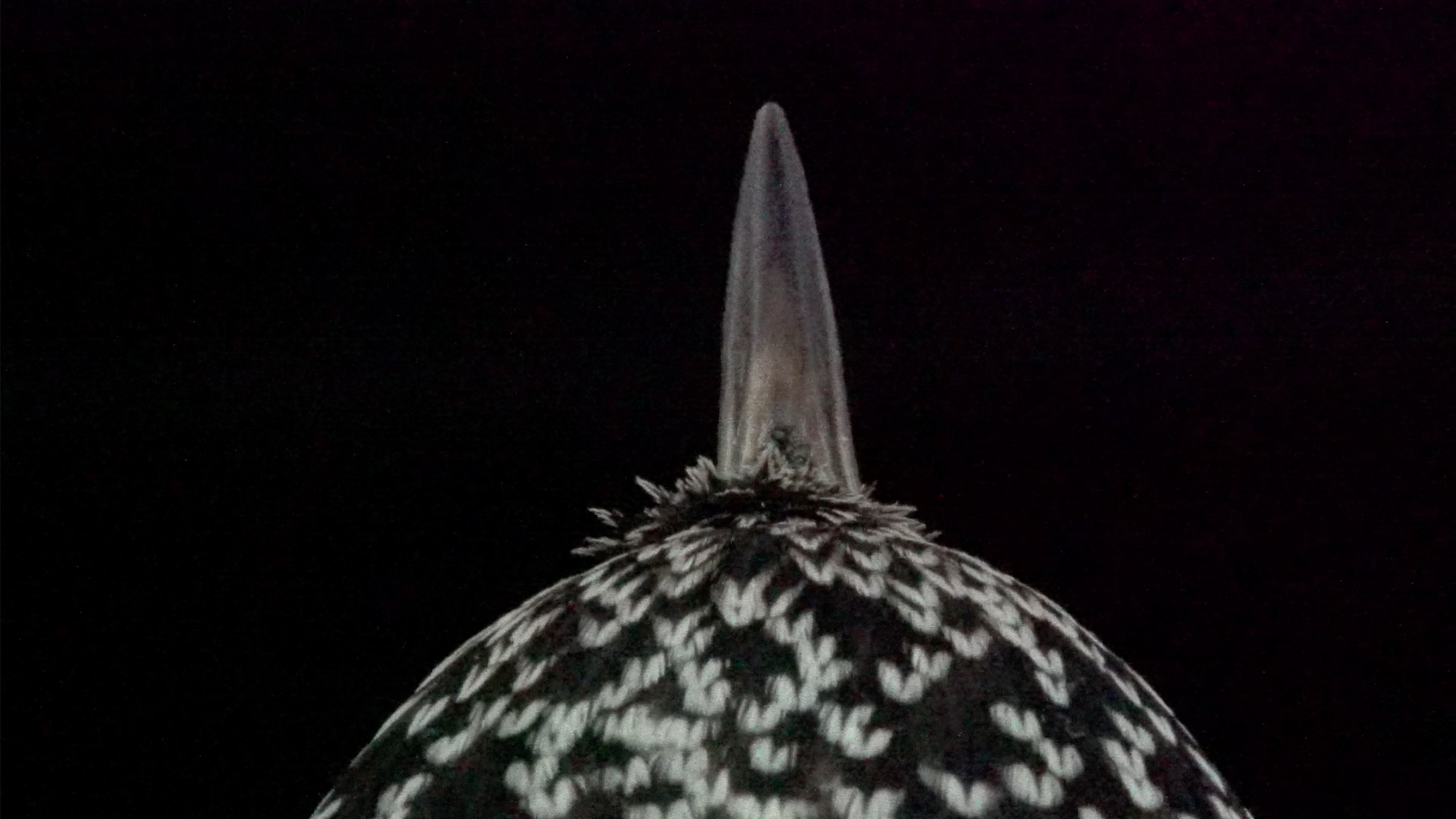 close up of a bird beak on a black and white feathered head against a black background, viewed from the top so the beak looks like pointing upwards. 