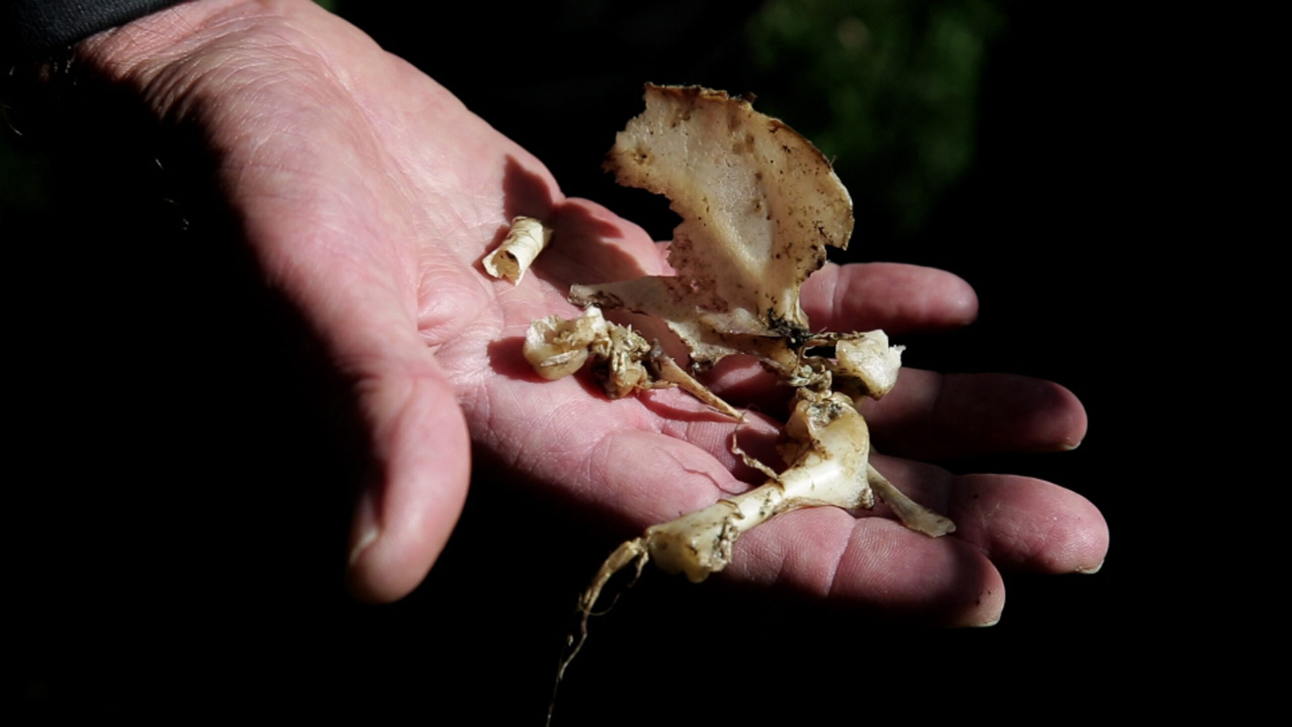 A hand presenting fragments of bone dusted with soil 