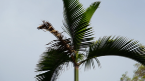 a blurred image of a palm tree against a blue sky