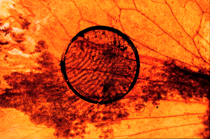 Image of a yellow and orange painted background with a circle in the middle stamped with a finger print, Meant to represent the Sunset.