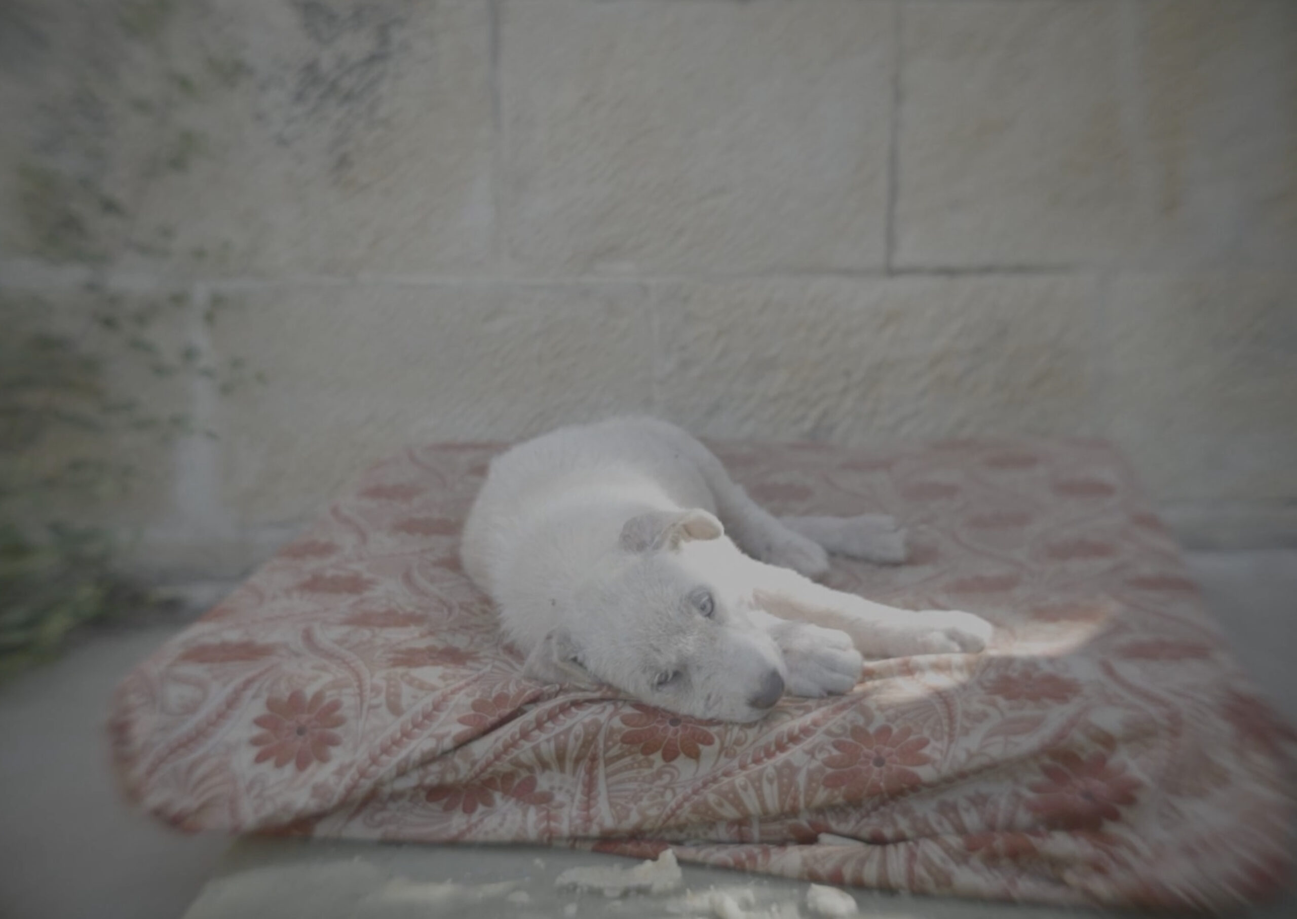 here and not here still