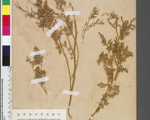 Herbarium no. 10908, Polanisia icosandra, collector Kobayashi Takiya Kawakami, 15 Aug 1907, Green Island, Taitung County, Taiwan