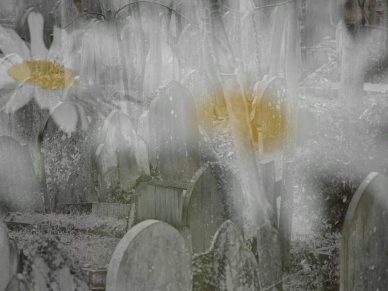 An image from The Conversation Continues: We Are Still Listening by Trevor Mathison, close up blurred images of daisies are superimposed over an image of gravestones