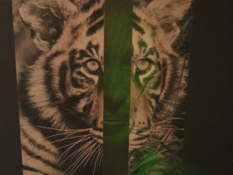 A photograph of a white tiger’s head on a black paper is held by a pair of hands. A vertical strip of the tiger image is cut out to reveal a nose and mouth of a green tinted face