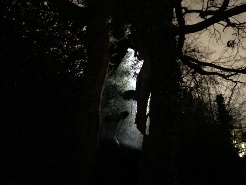 large tree silhouetted against the night sky with a light shining inside of it