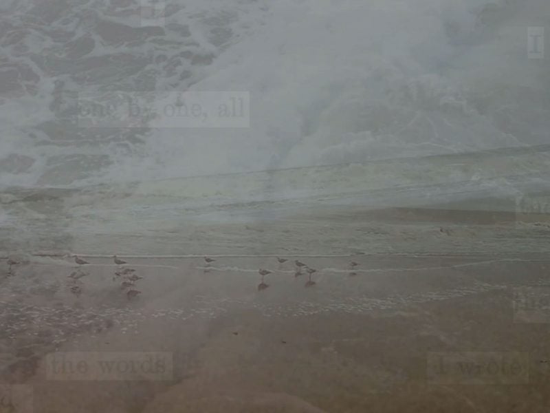 A group of birds populate a calm seashore. The scene is overlaid with a close up of sea forms from wave heating the sand. A faint layer of letter cutouts are visible here and there.