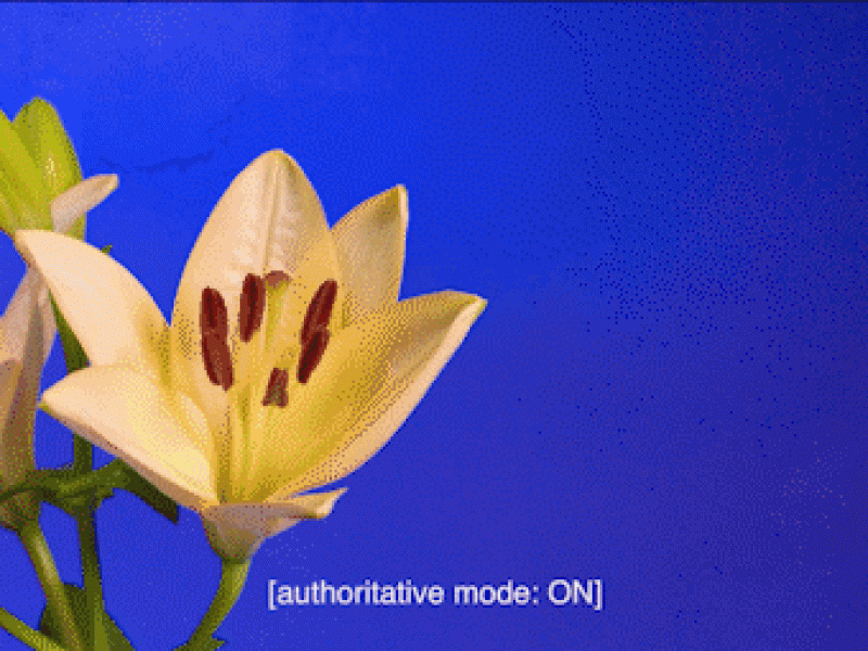 Two flowers on the left in contrast to a dark background. The subtitle writes, let's not disclose our true identity.