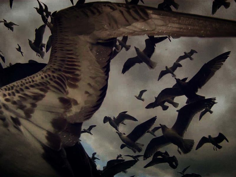 A wing of a bird fills the frame diagonally. The background is filled with a group of birds flying in the air.