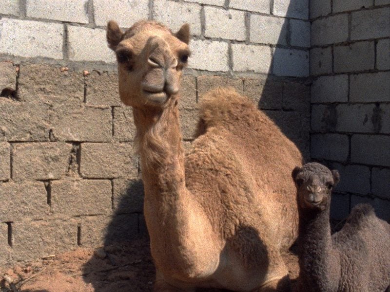 A large camel with a light golden coat is standing beside a small brown calf. Both animals appear to be looking directly into the camera. They are outside, in front of an unpainted, rough-looking brick wall.