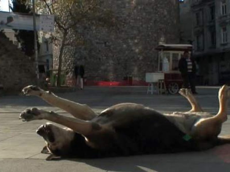 Taskafa: Stories of the Street (2013), Andrea Luka Zimmerman
