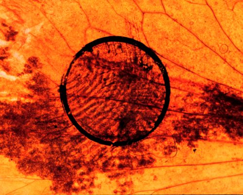 Image of a yellow and orange painted background with a circle in the middle stamped with a finger print, Meant to represent the Sunset.